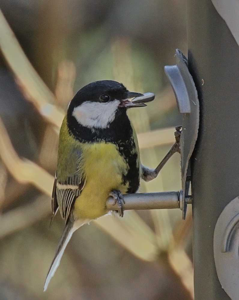 a bird perched on the end of a bird feeder