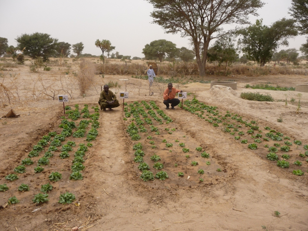 people are tending to a large garden in the middle of nowhere