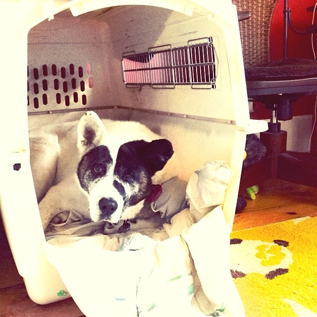 a black and white dog sitting in a kennel