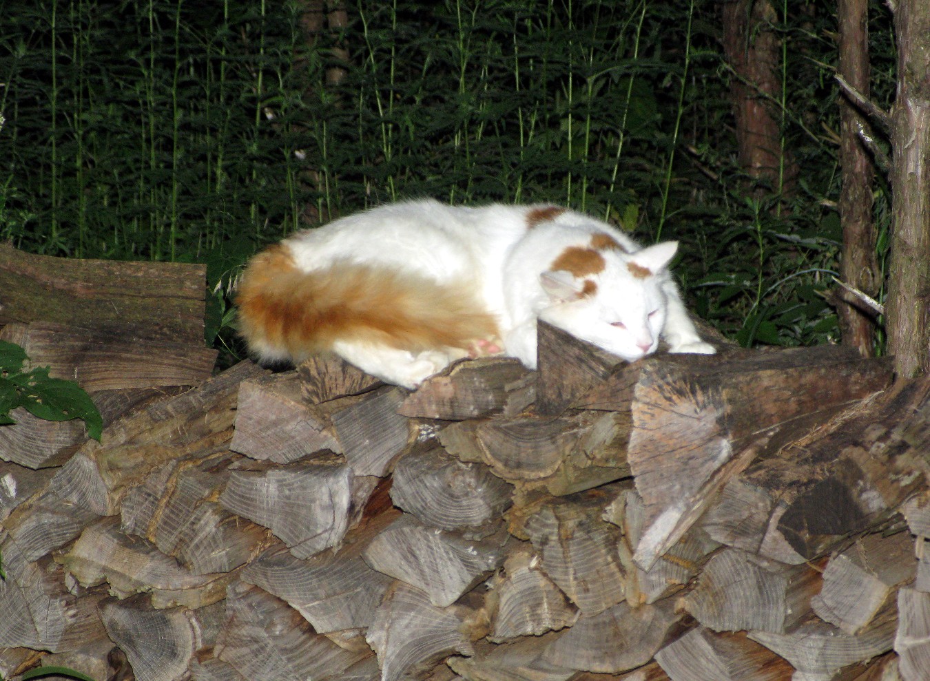 a cat is lounging on top of logs