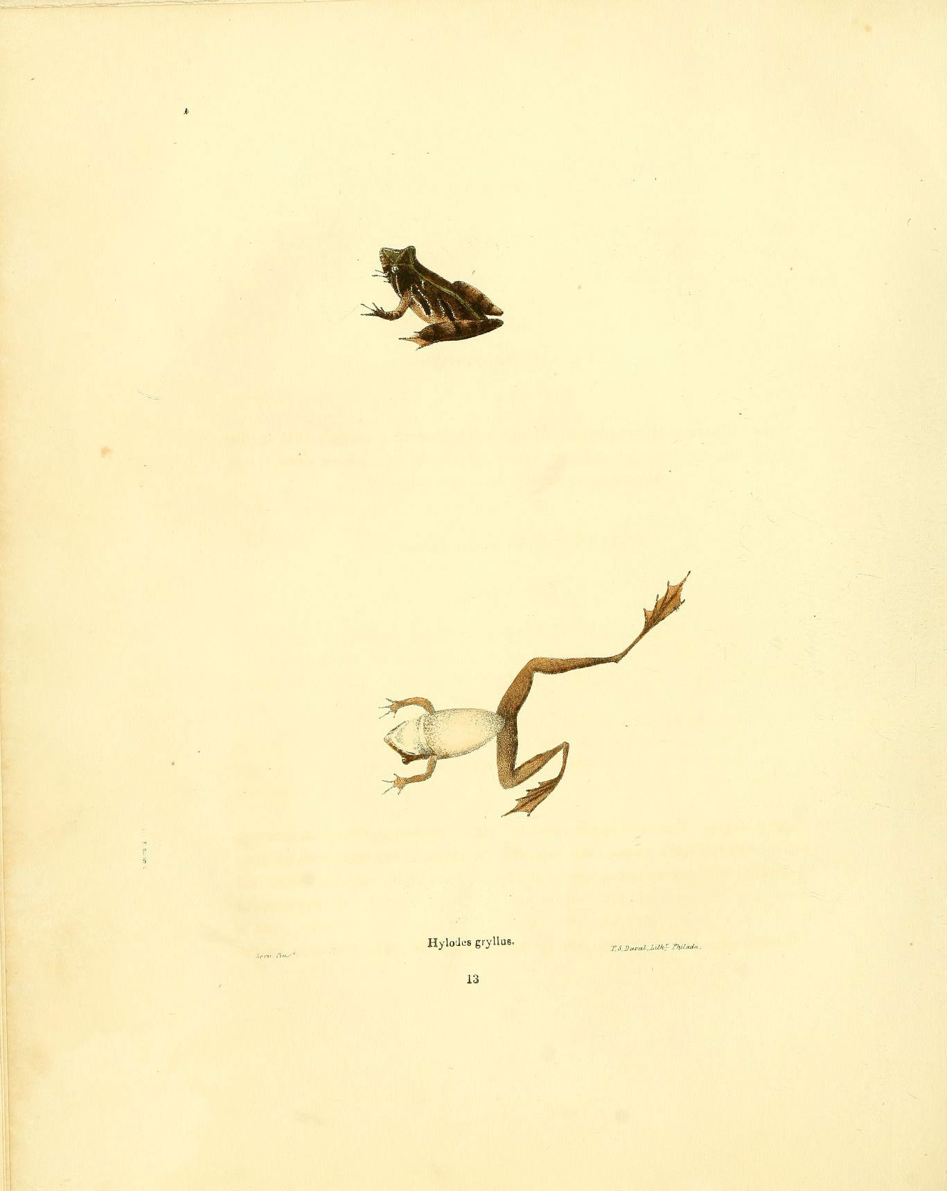 a frog and bird in flight over another animal