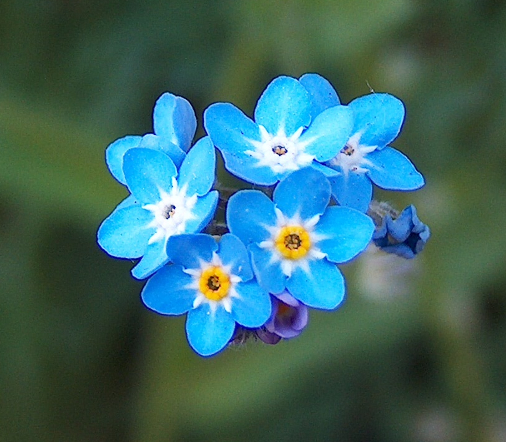 three small blue flowers are in this close up picture