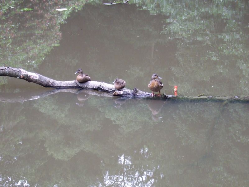 there are four birds sitting on a tree nch in the water