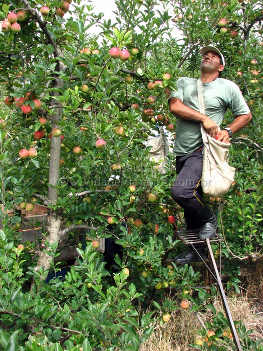 the man in the blue pants and green shirt is harvesting an apple tree
