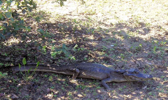 an iguana laying in the grass in front of a tree