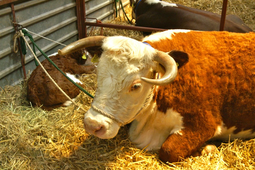 a longhorn cow tied up to a stable next to its calf
