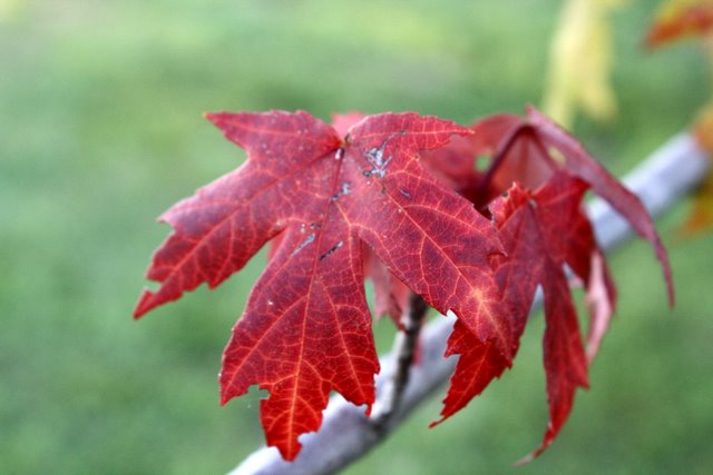 a red leaf with green and yellow leaves