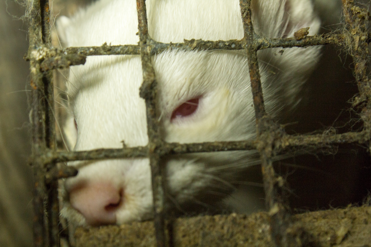 a white animal through a metal cage with red eyes