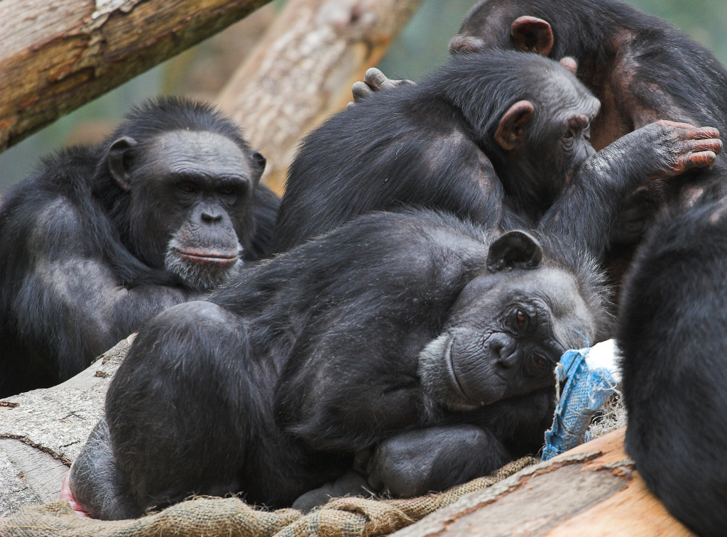 a group of chimpas sitting on top of a pile of tree logs