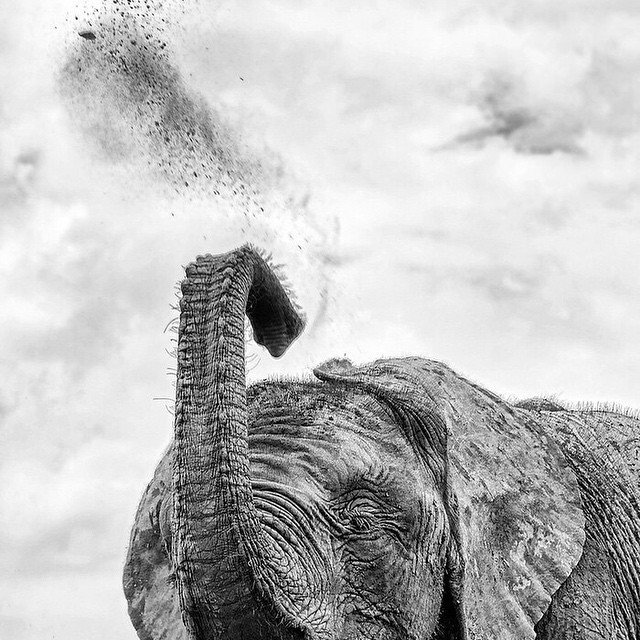 an elephant sprays itself with some sort of bird flying beside it