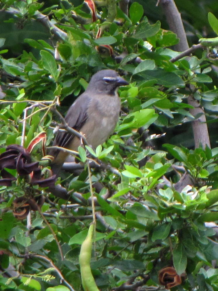 a bird sits on a nch among the leaves