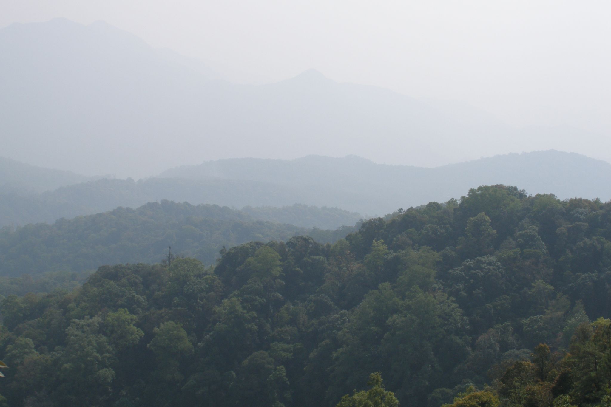 a forested area in a mountain range covered in fog