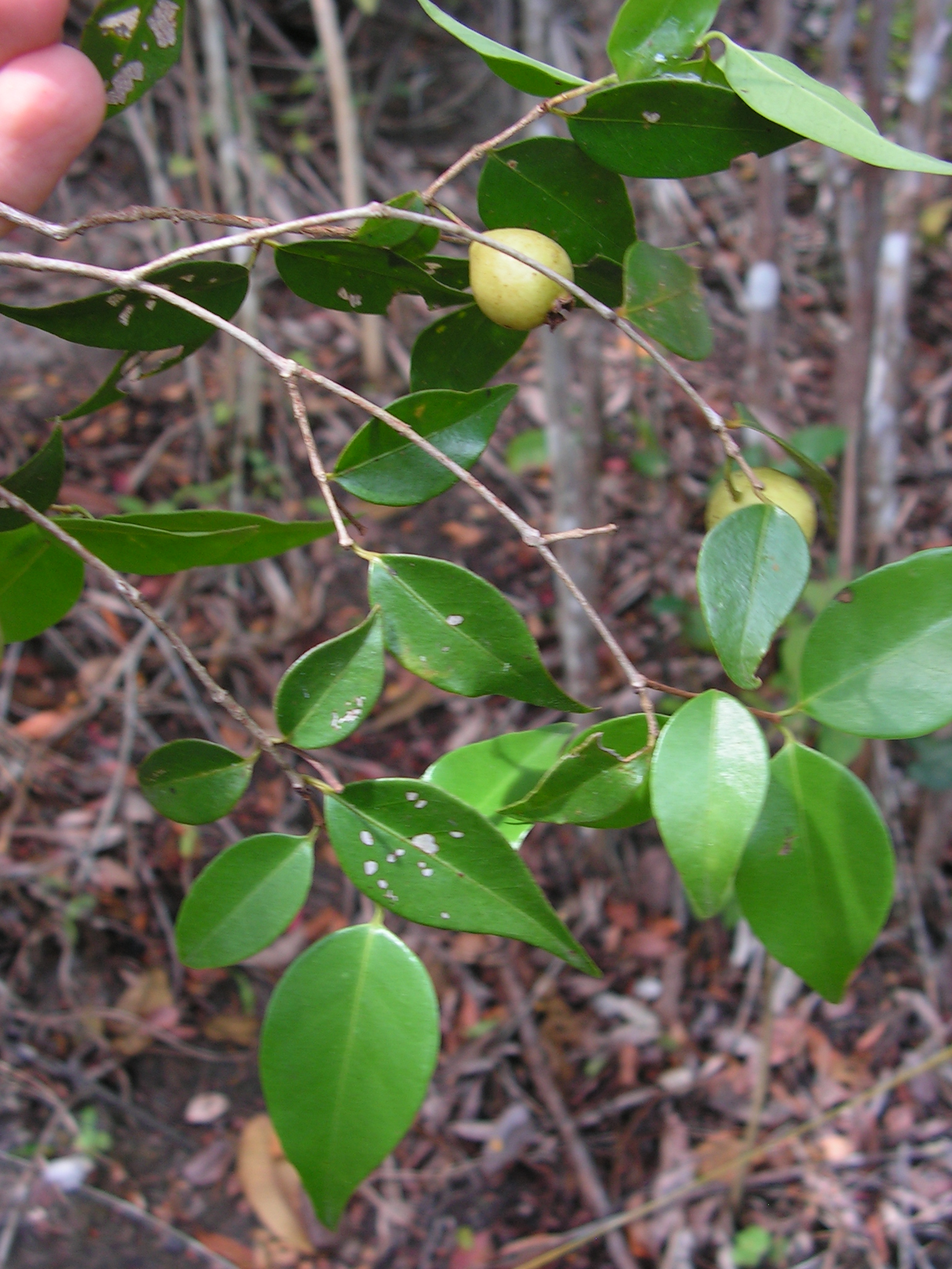 someone holding a small green plant with leaves