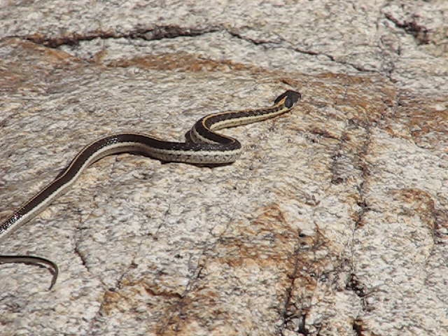 a snake is laying on the rocks and looking at soing