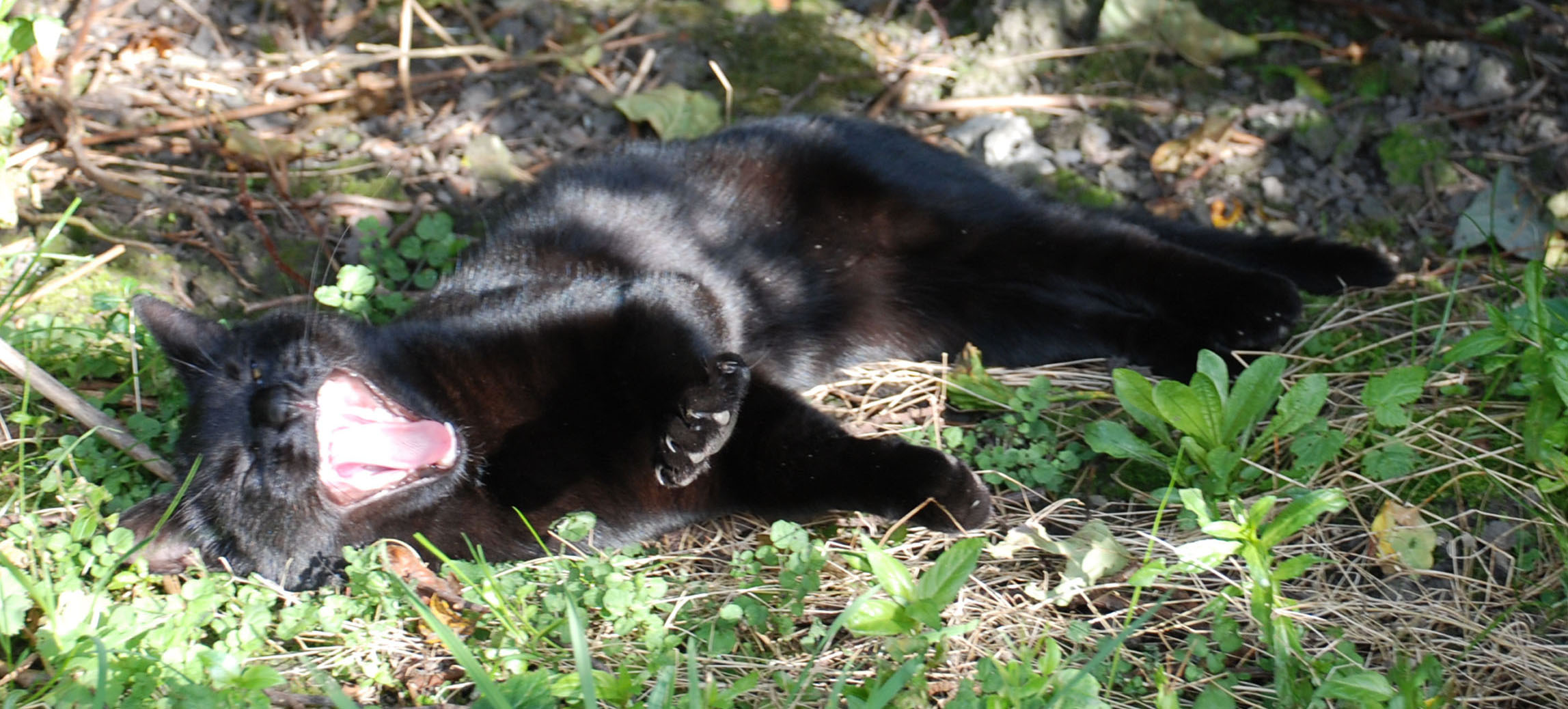 black cat stretched out on the ground yawning