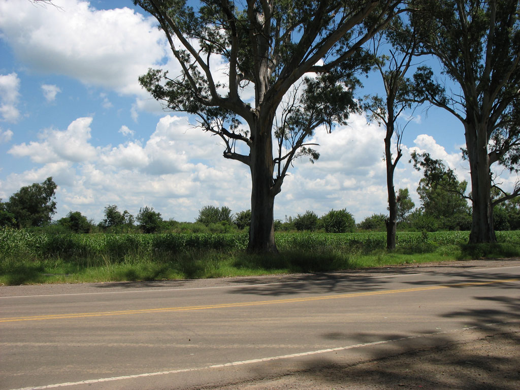 street sign with trees on the sides and a cloudy blue sky