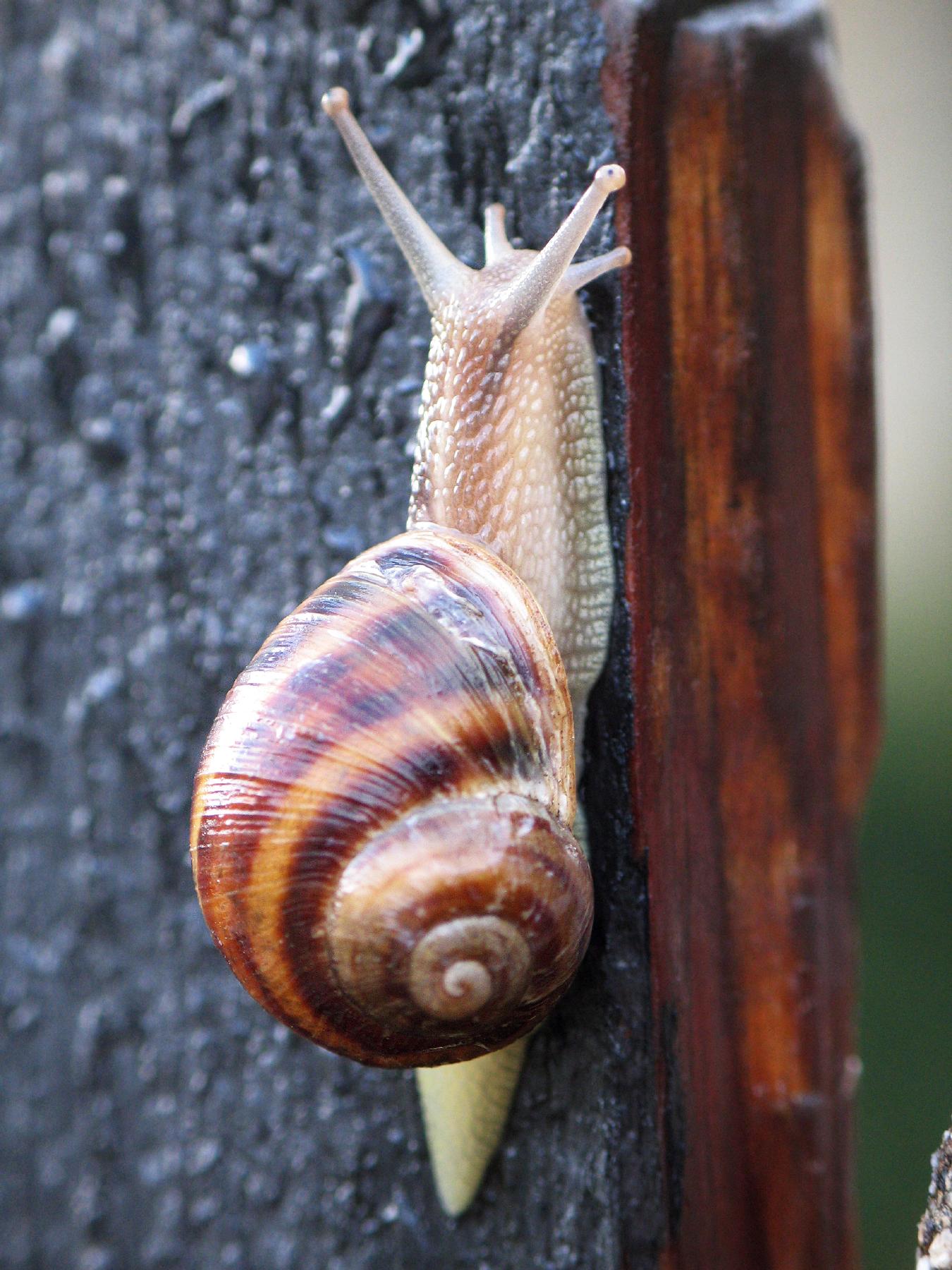 snail climbing on wood near a wooden fence