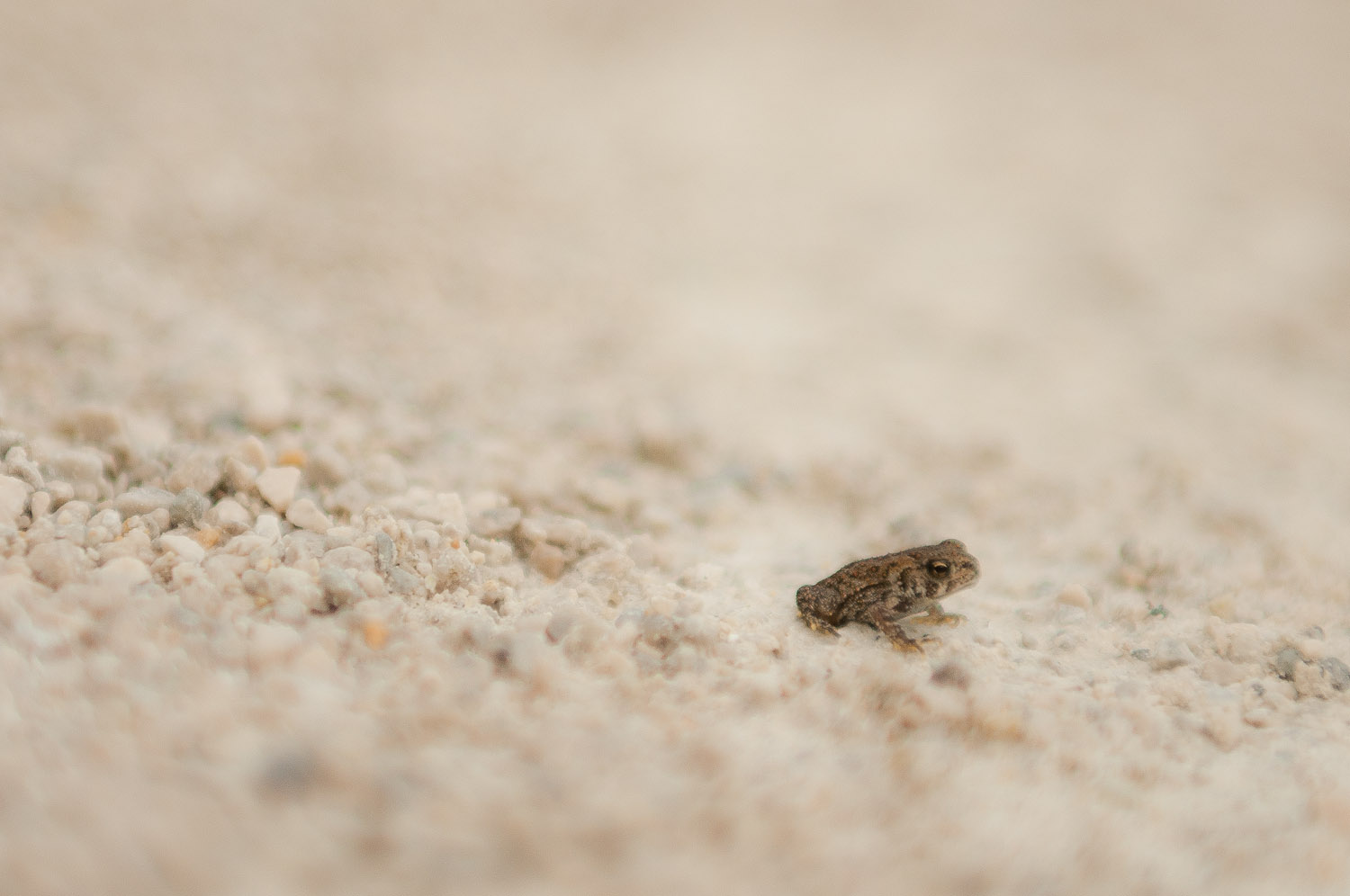 a small bird sits on the floor of an empty room