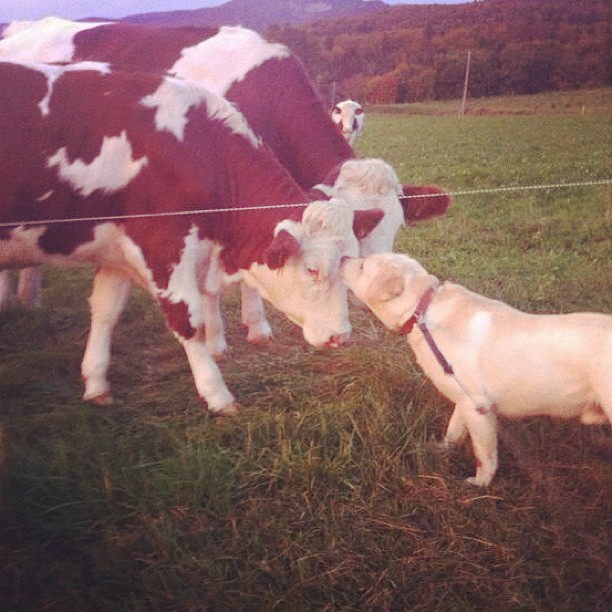 dog sniffing cow and standing next to a cow