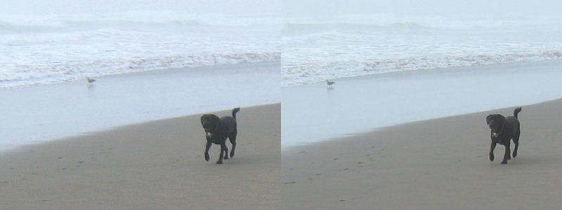 two dogs walking on the beach in the sand