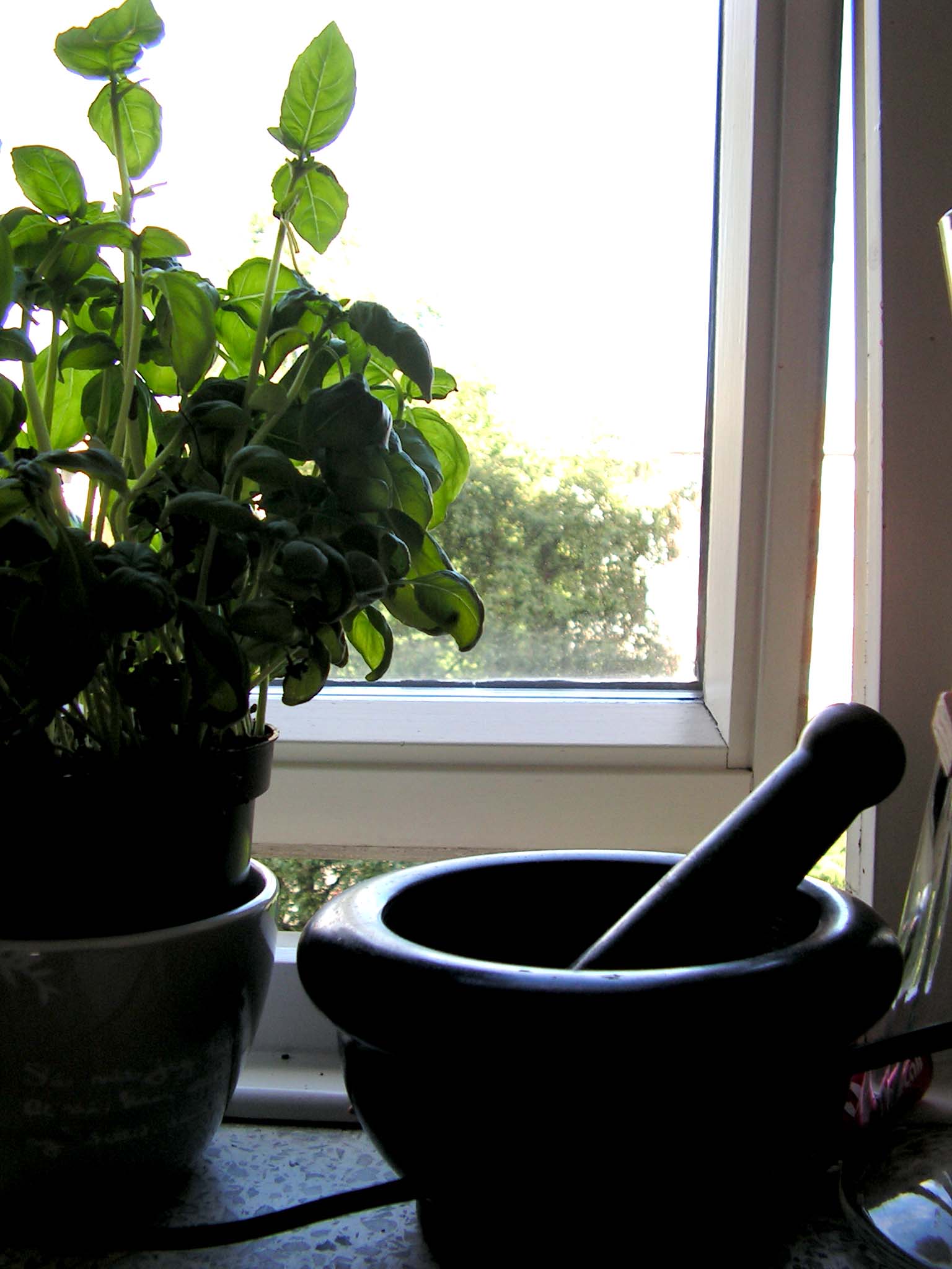 there are potted plants next to a window