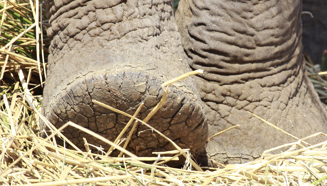 the legs of an elephant covered in thick grass