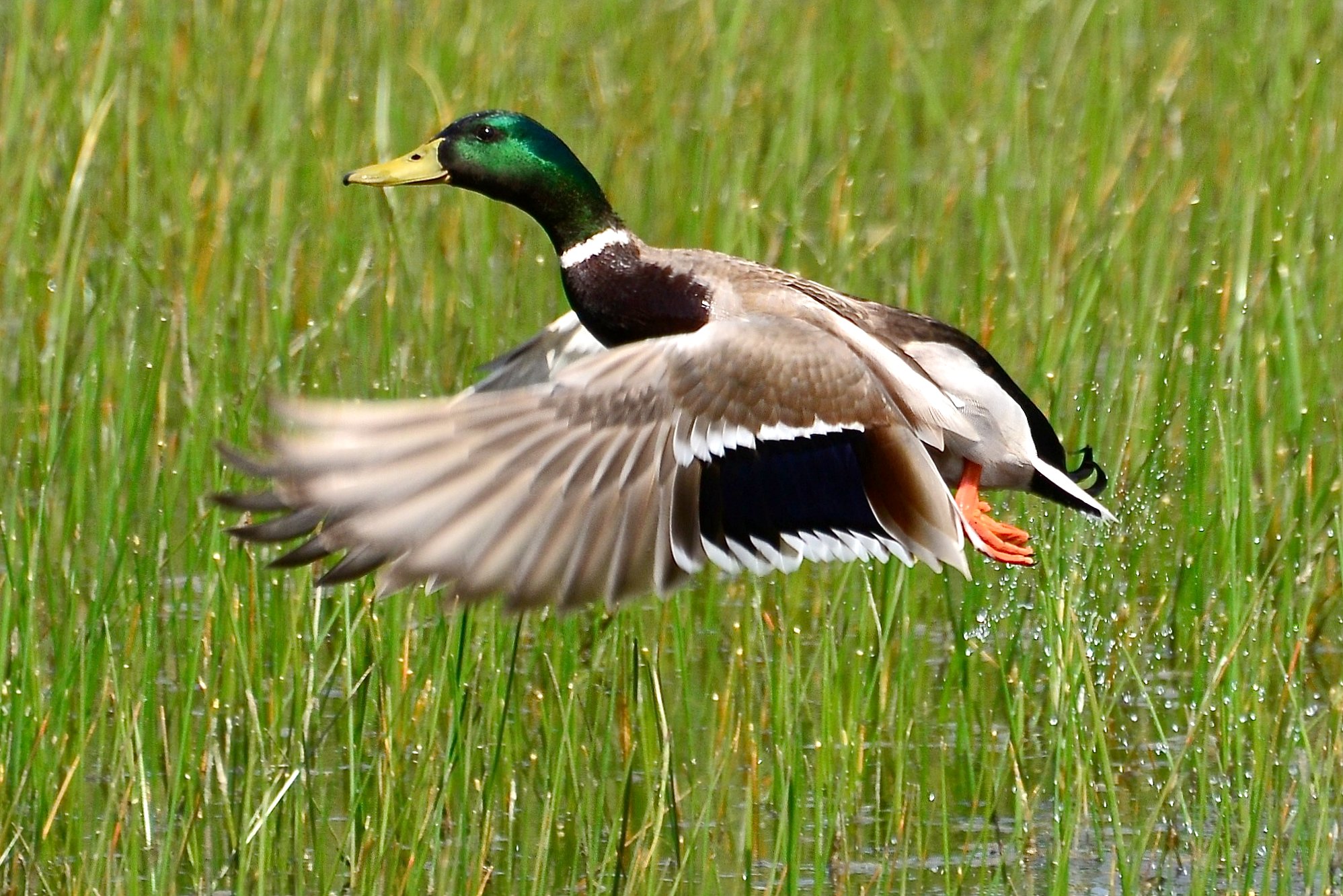 duck flapping his wings in tall grass