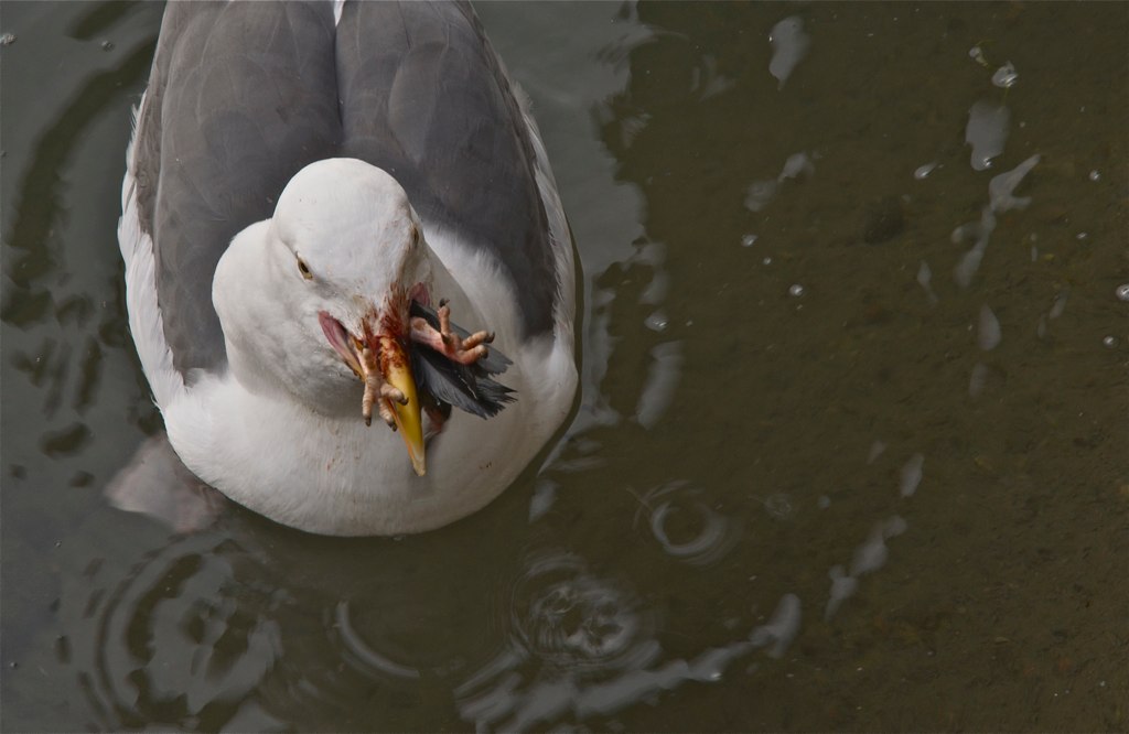 a bird floating on top of a body of water