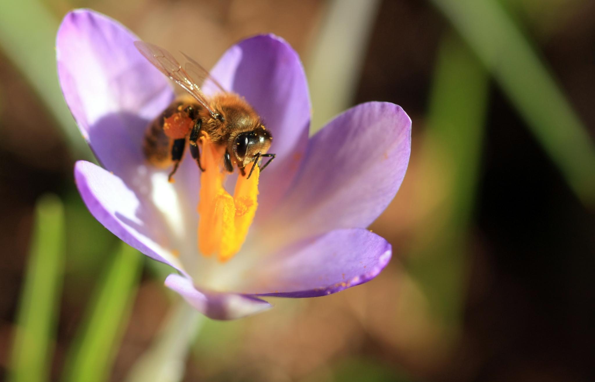 a bee that is on some purple flowers