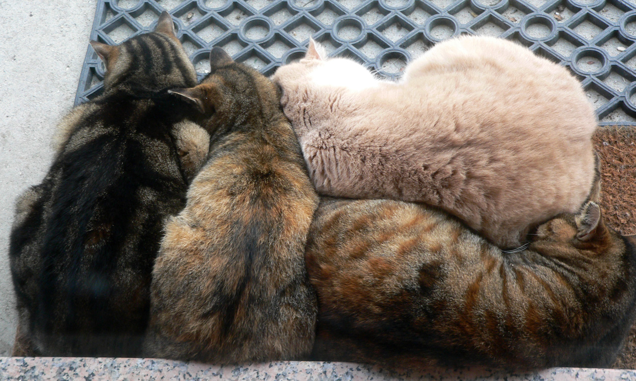 a cat snuggles with another animal on its back