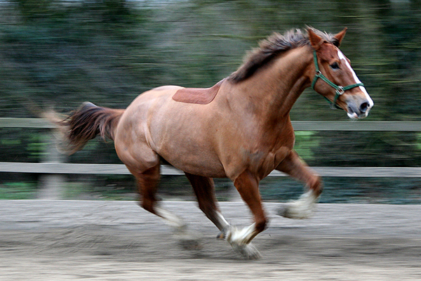 a brown horse running across a dirt road