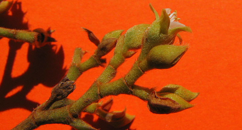 small nches have been sprouted with leaves on an orange background