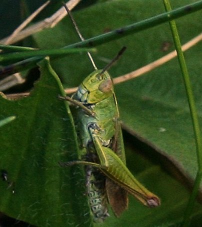 an insect that is standing on some green leaves