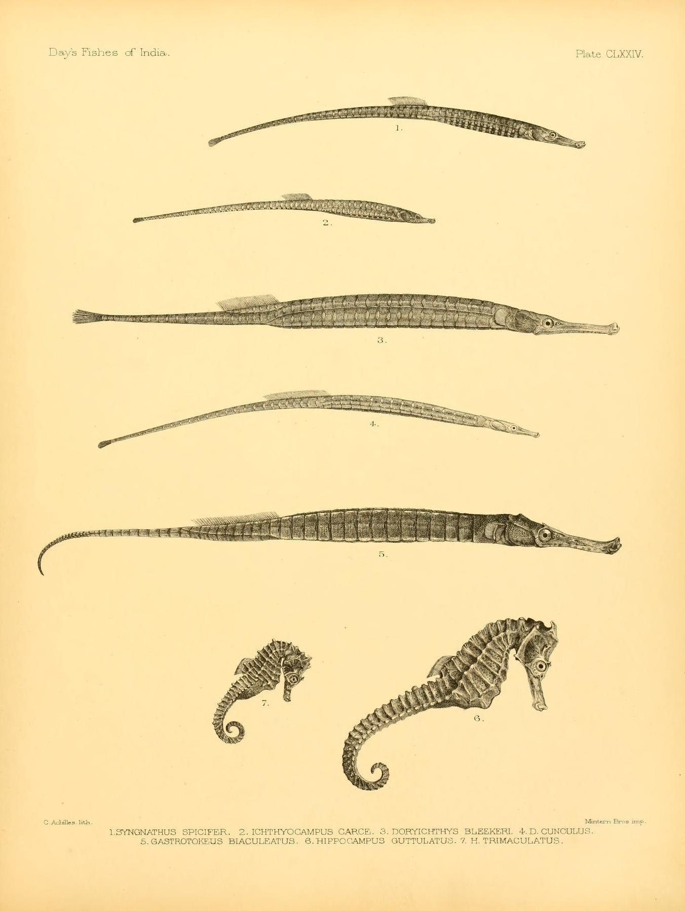 the illustrations on this page include several different kinds of fish