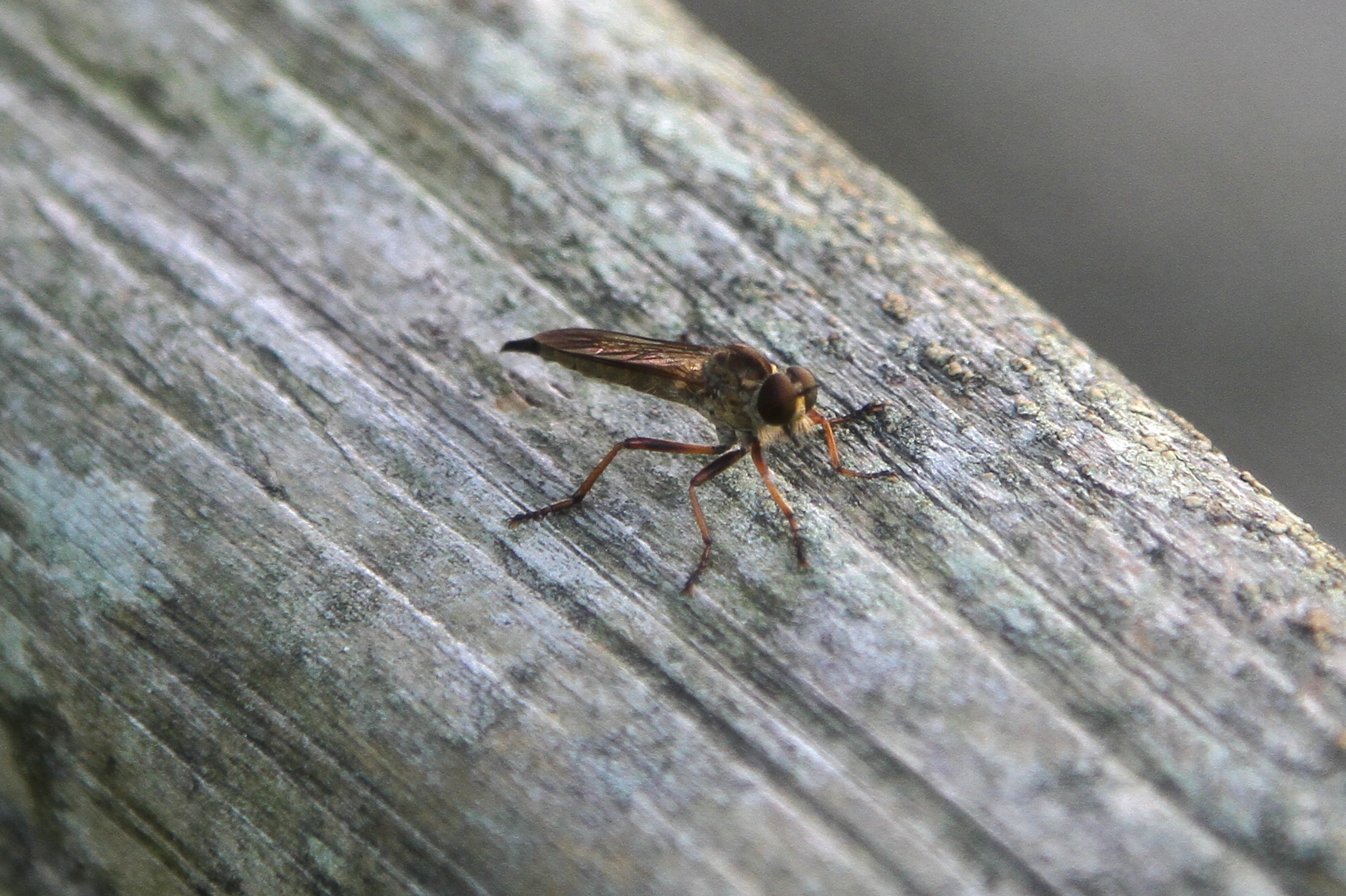 a small insect that is standing on wood