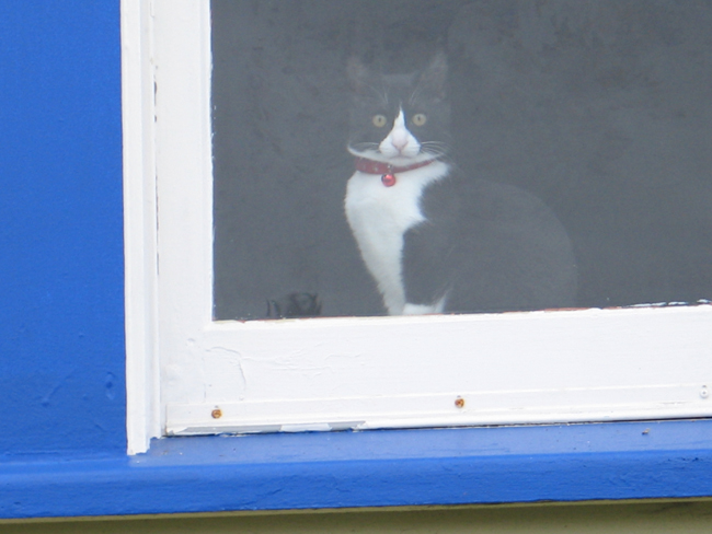 a black and white cat sitting in the window