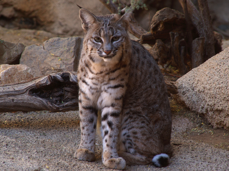 a large spotted cat sitting in front of a rock