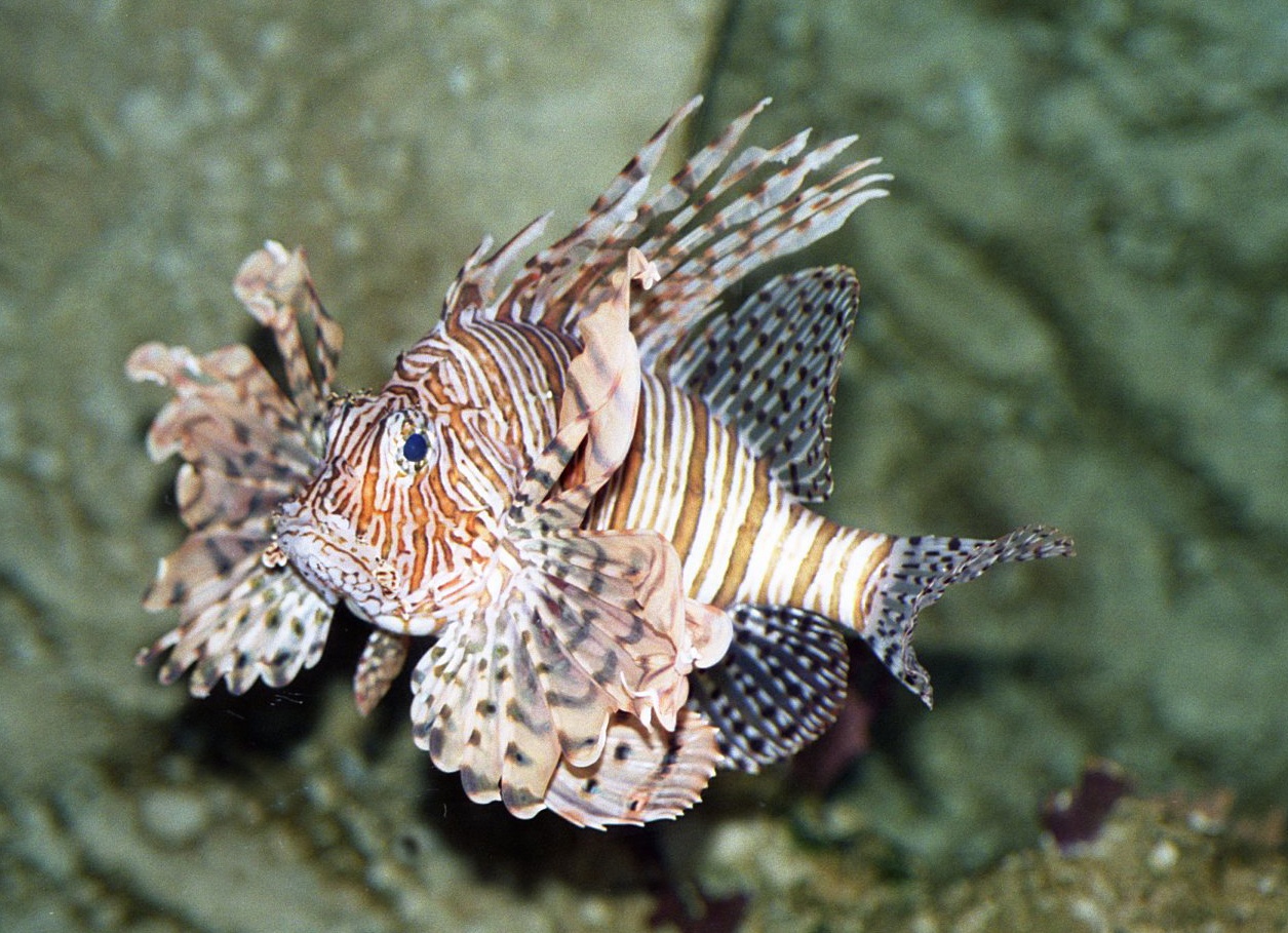 a lionfish with orange and white fins, laying down