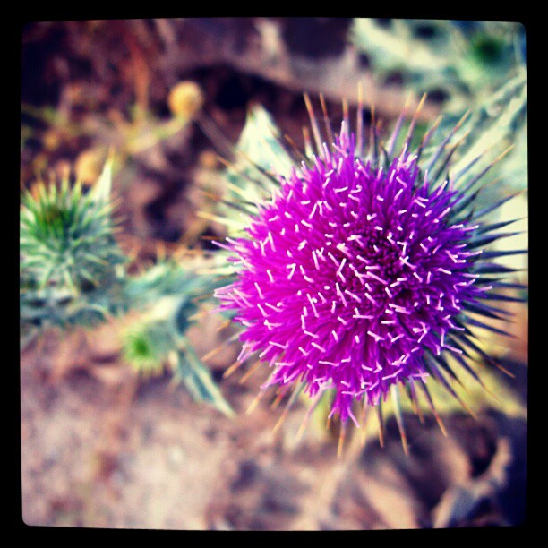 closeup of some kind of purple object