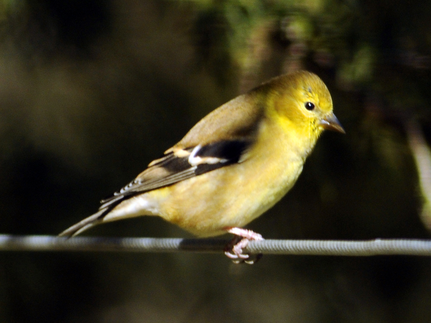 a yellow bird perched on a metal wire