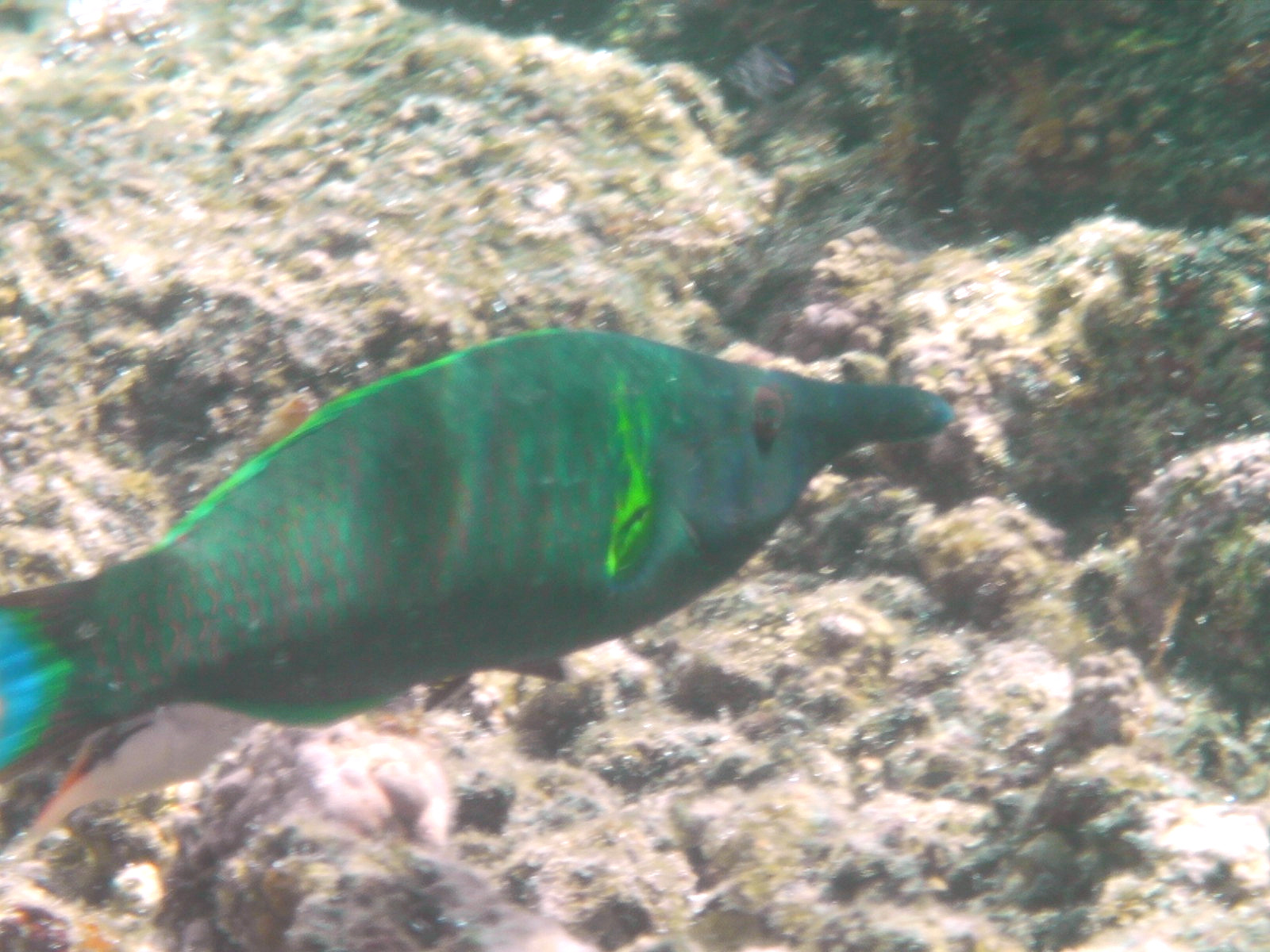 this is a blue and green sea fish
