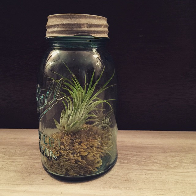 an air plant in a jar sitting on a wooden surface
