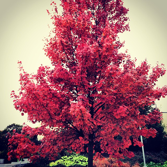 the tall tree has bright red leaves on it
