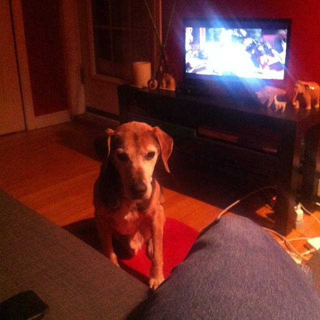 a dog watching television sitting on a person's feet