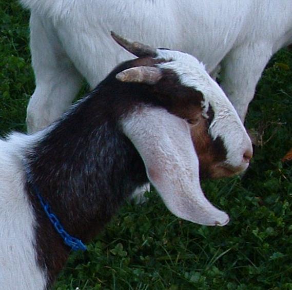 the small goat has horns and white fur