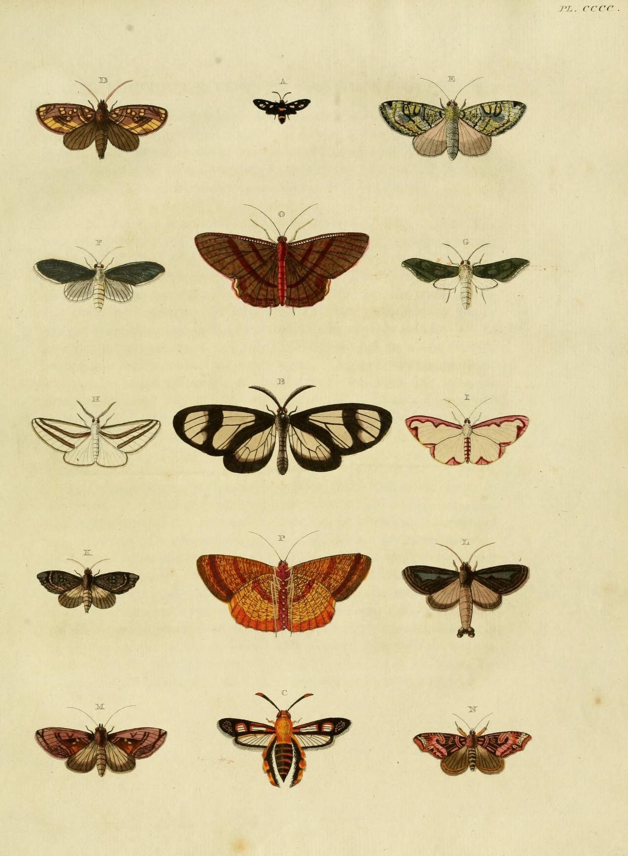 a collection of insects is shown in this illustration