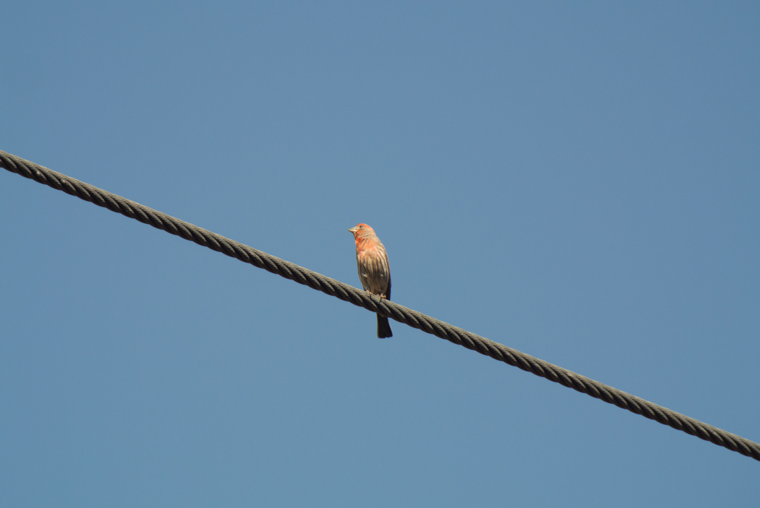 a small bird perched on a telephone wire