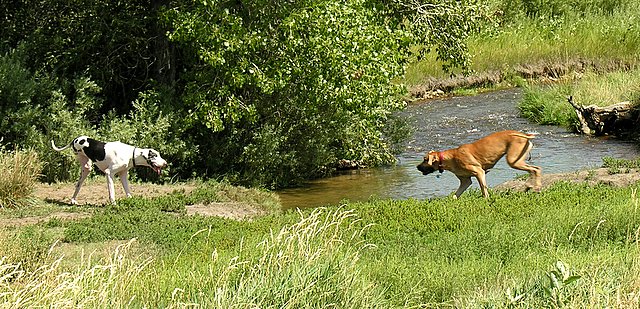 a brown and white dog walking next to a river