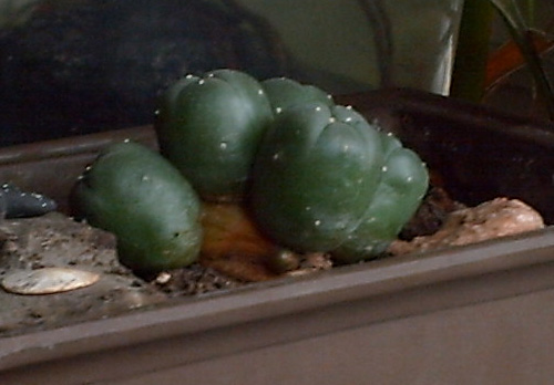 three small green cacti growing inside a pot