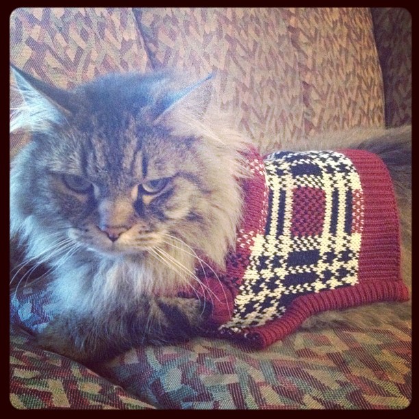 the cat is laying on the couch wearing a knitted sweater